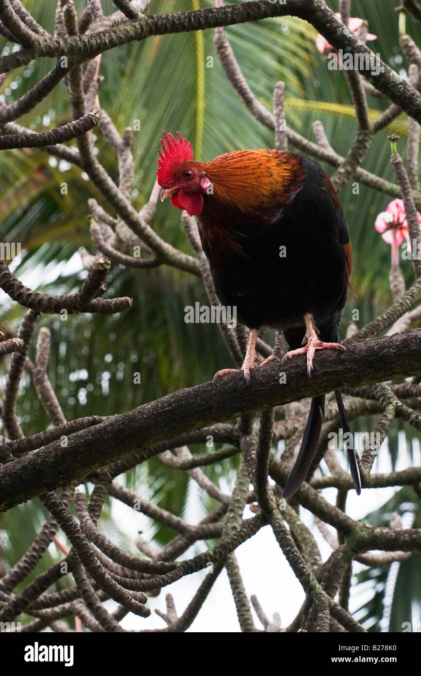 Ein wilder Hahn Schlafplatz in einem Baum auf Kauai in Hawaii. Stockfoto