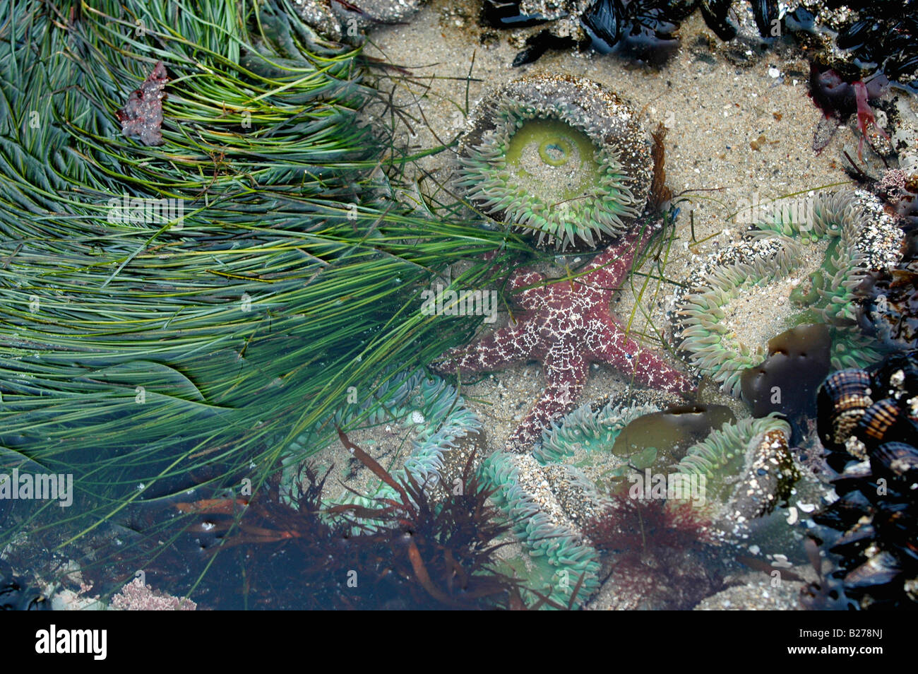 Unterwasser Inhalt eines natürlichen Gezeiten-Pools an der Pazifikküste von Kalifornien in Santa cruz Stockfoto