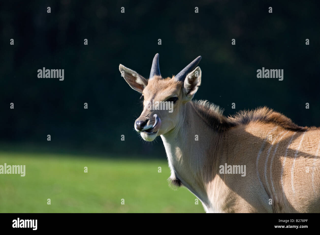 lecken gemeinsame Eland - Tragelaphus Oryx Stockfoto