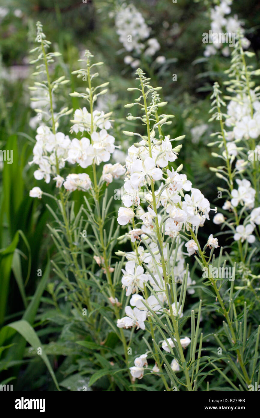 CHAMERION ANGUSTIFOLIUM ALBUM AN MARWOOD HILL GARDENS NORTH DEVON Stockfoto
