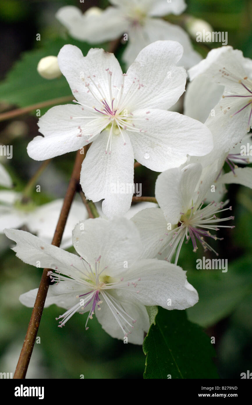 HOHERIA HERRLICHKEIT DES AMLWCH AGM Stockfoto