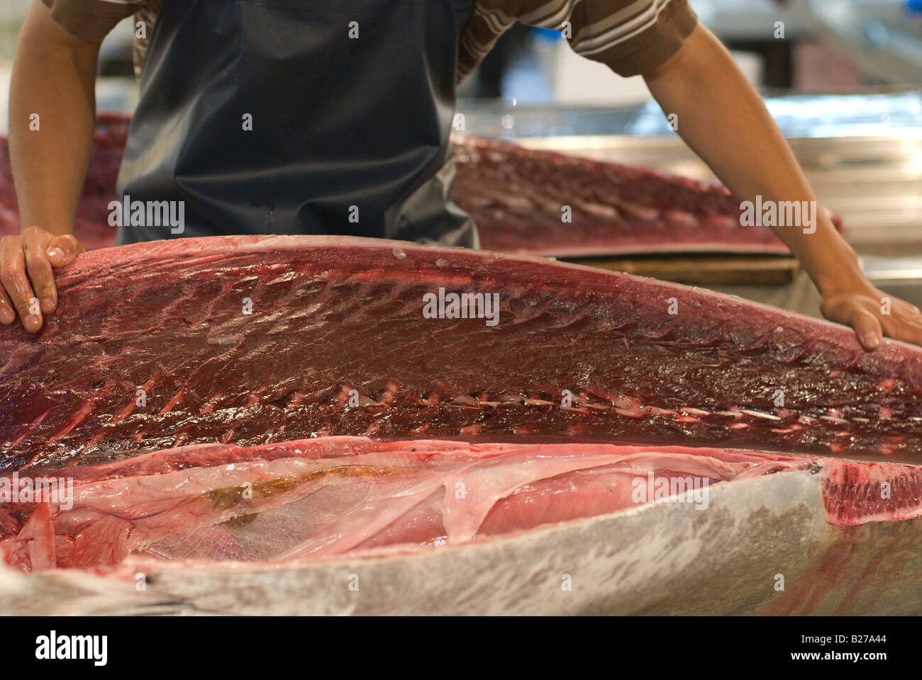 Ein Großhändler am Tsukiji-Fischmarkt schneidet ein Thunfisch gekauft bei einer Auktion ein paar Minuten zuvor. Stockfoto