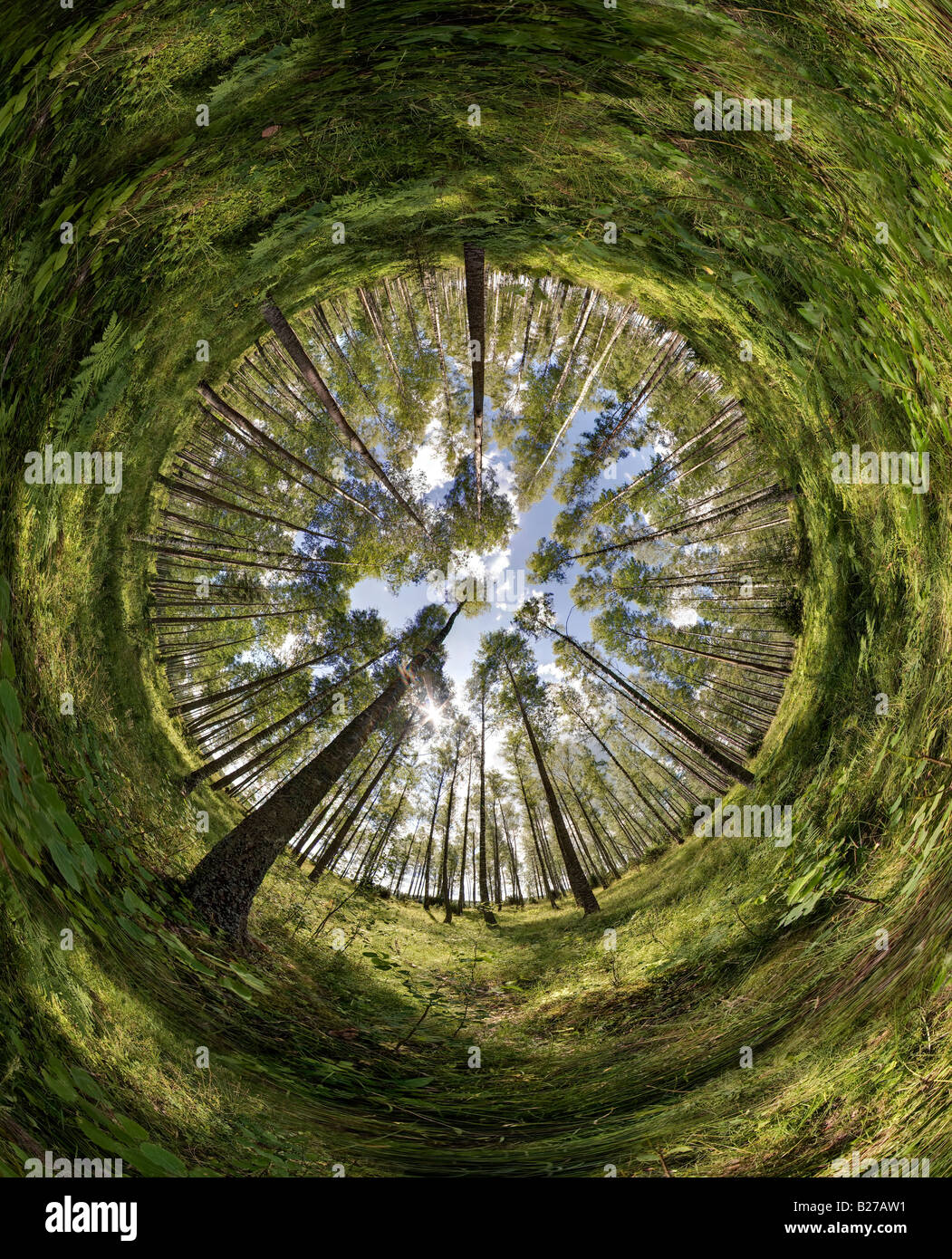 Fisheye 360 Grad Bild aus einem Blatt Wald in Schweden Stockfoto