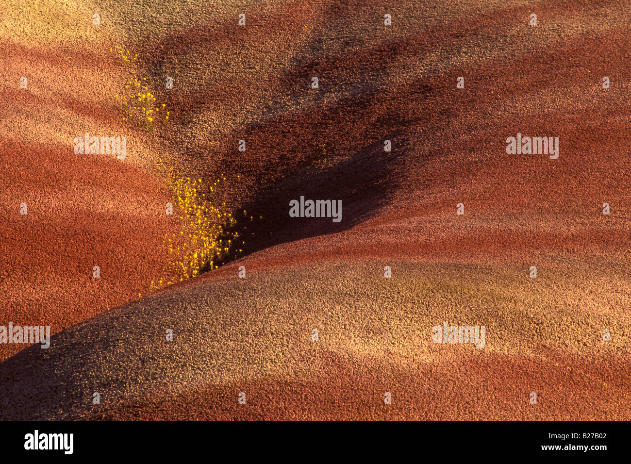 Ein Spray von gelben Beeplant wächst in einer Spalte in den Ton-Hang im Painted Hills von John Day Fossil Beds National Monument Stockfoto