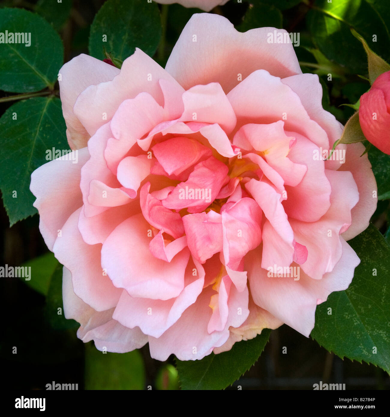 Blume der Rambling Rose Albertine Stockfoto