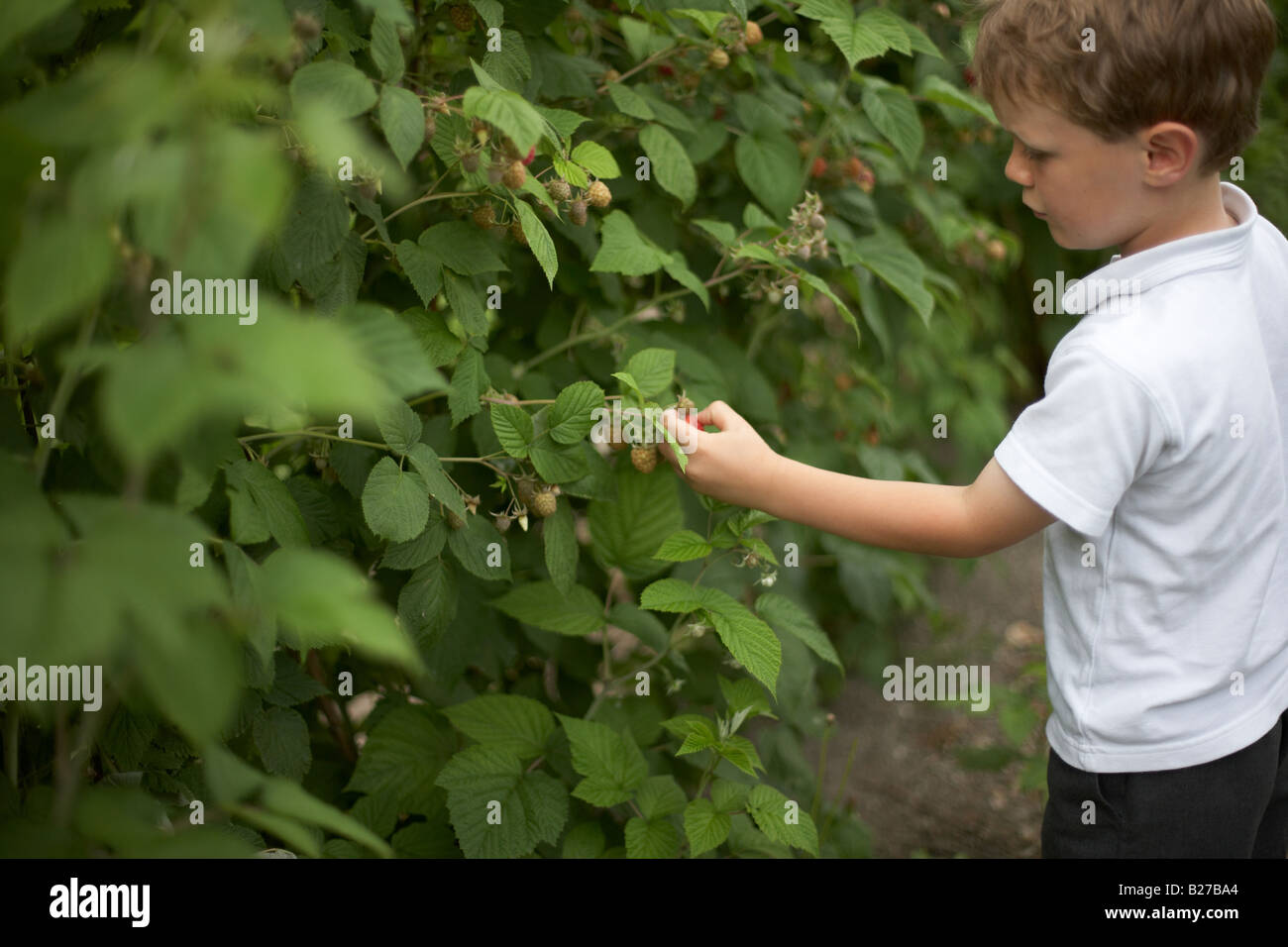 Junge pflücken Himbeeren Stockfoto