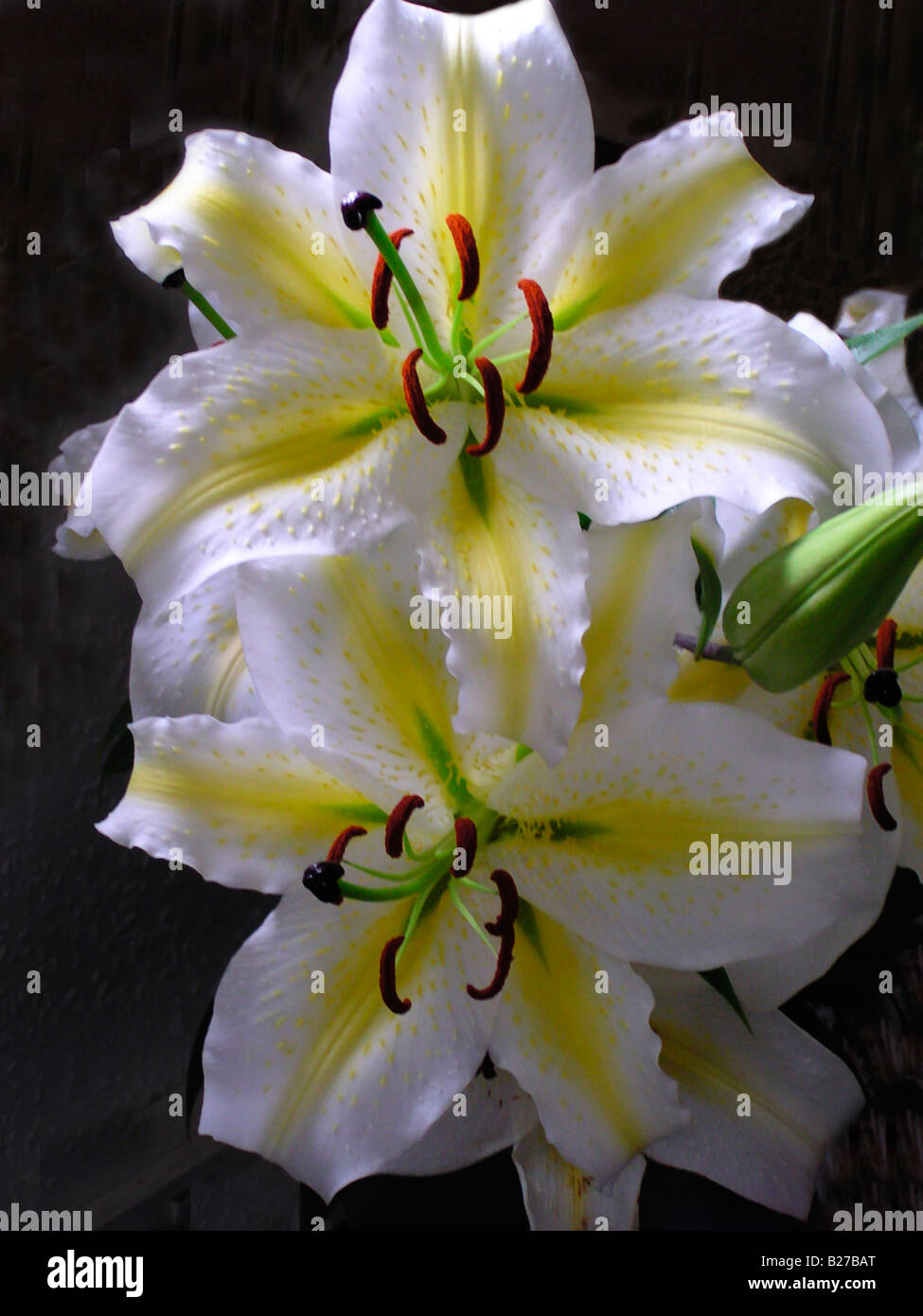 Casablanca Lilien in einer Vase angeordnet Stockfoto