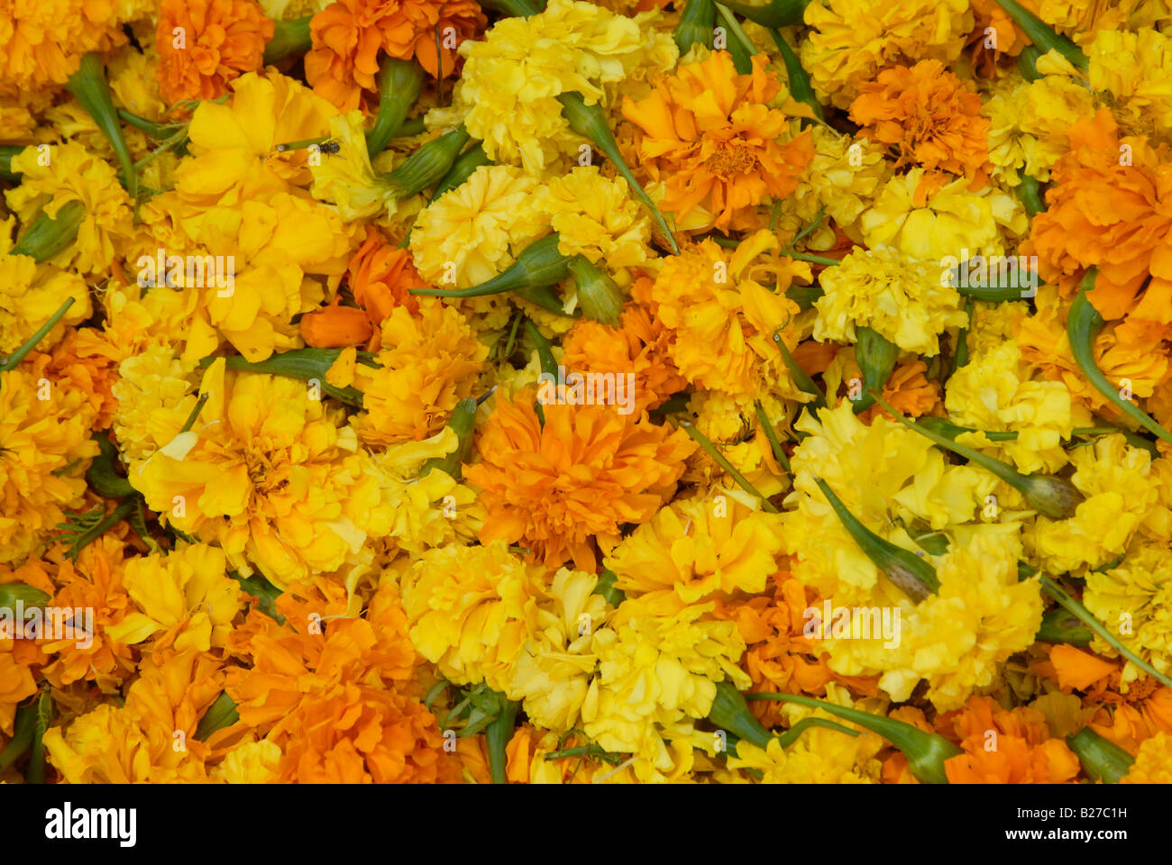 Ringelblume Blumen Stockfoto