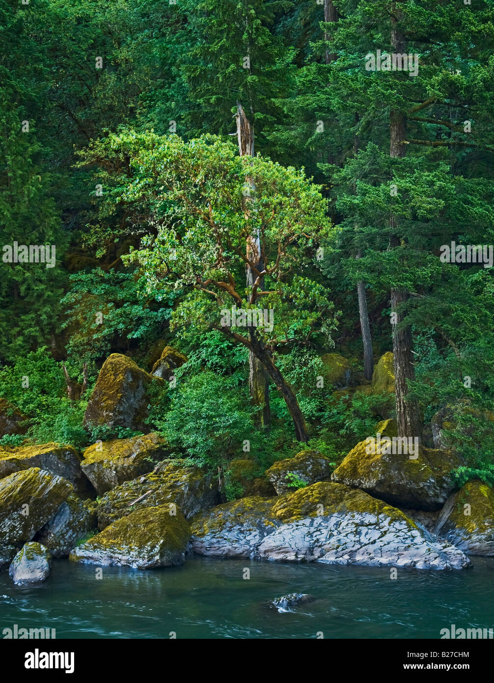 Madrone Baum und Felsbrocken North Umpqua River Cascade Mountains Oregon Stockfoto