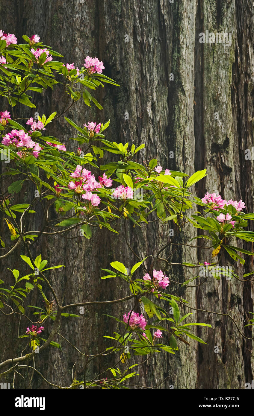 Rhododendron und Redwood tree Redwood Naturlehrpfad Rogue River-Siskiyou National Forest Oregon Stockfoto