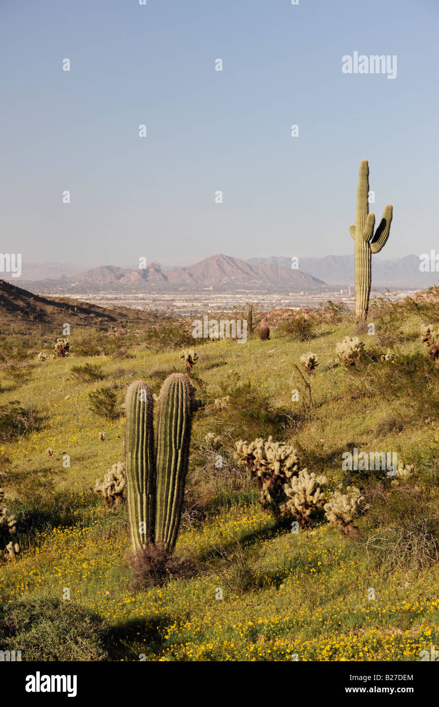 Die Saguaro Kaktus (Carnegiea gigantea) ist der grte Kaktus in den  Vereinigten Staaten gefunden und kann wachsen, so gro wie 40 bis 60 Fu  (12 bis 18 m). Es dauert ca. 35