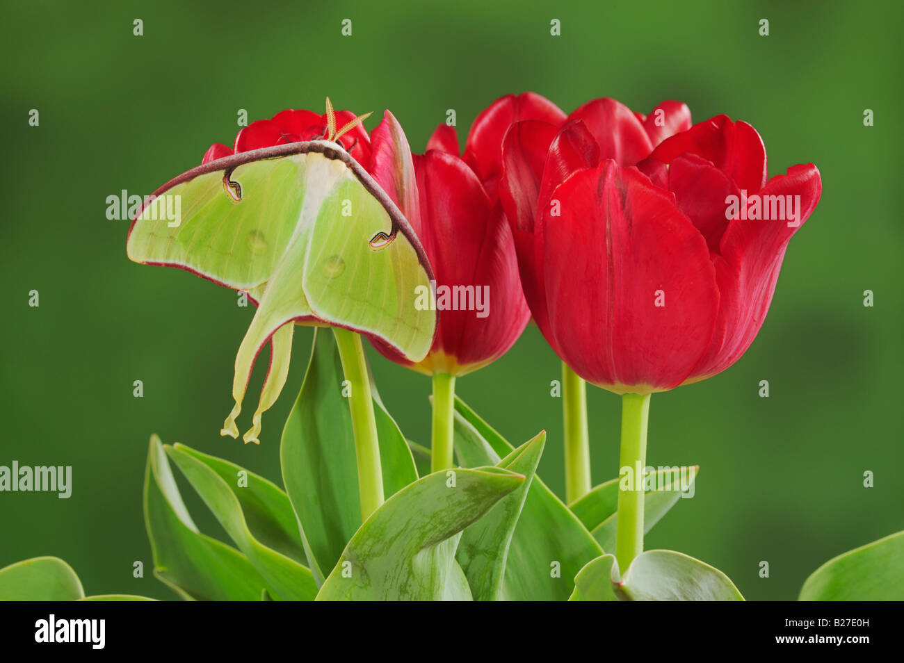 Luna Motte Actias Luna Erwachsenen ruht auf Ostern Tulip New Braunfels Texas USA, März 2008 Stockfoto