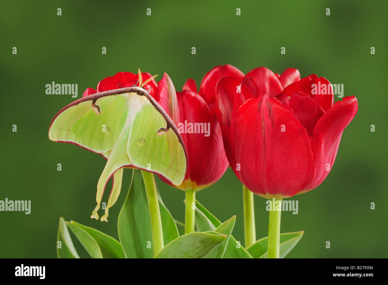 Luna Motte Actias Luna Erwachsenen ruht auf Ostern Tulip New Braunfels Texas USA, März 2008 Stockfoto