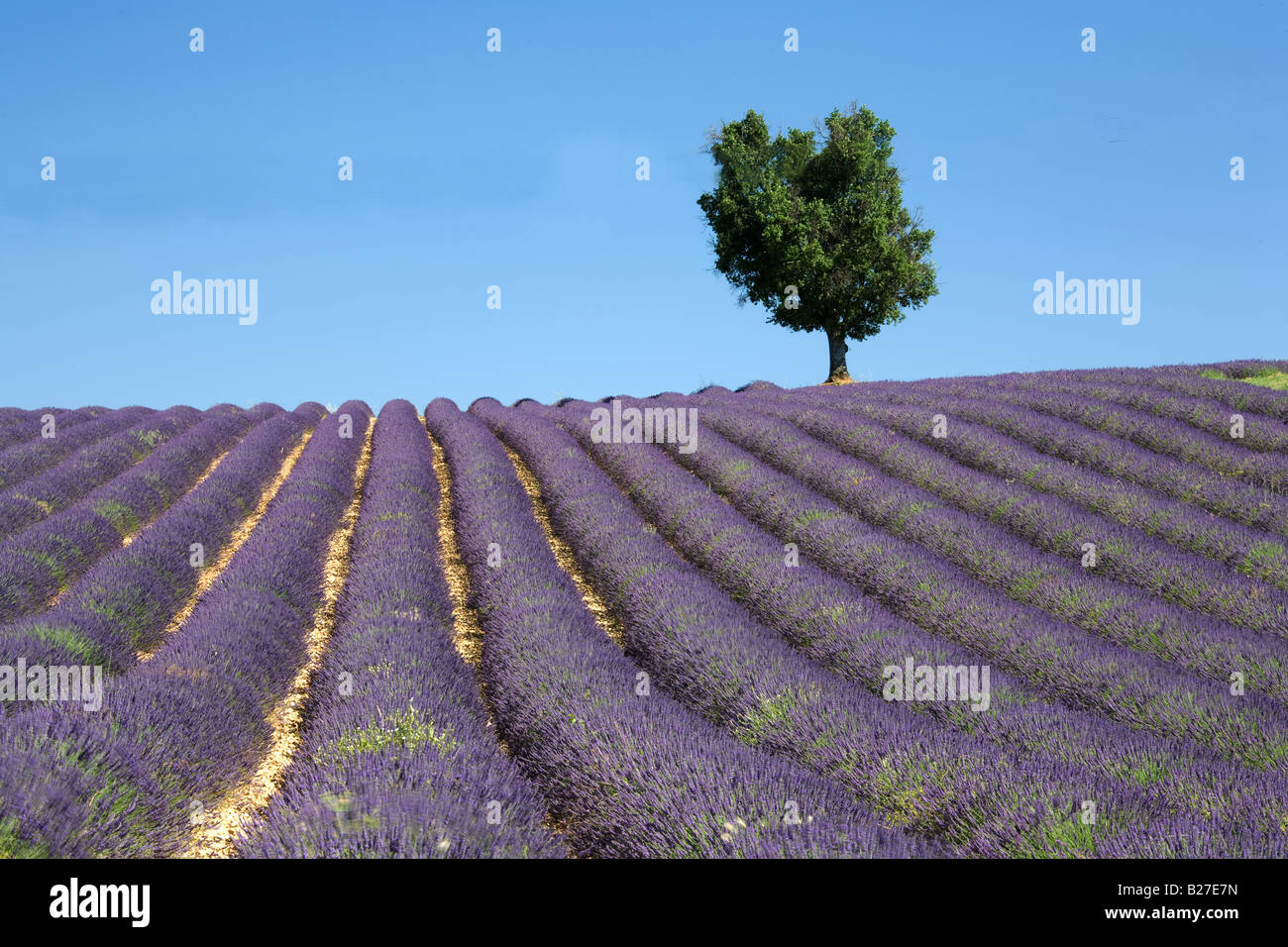 Eine typische Lavendelfeld in der Nähe von Valensole mit einsamen Baum, Provence. Stockfoto