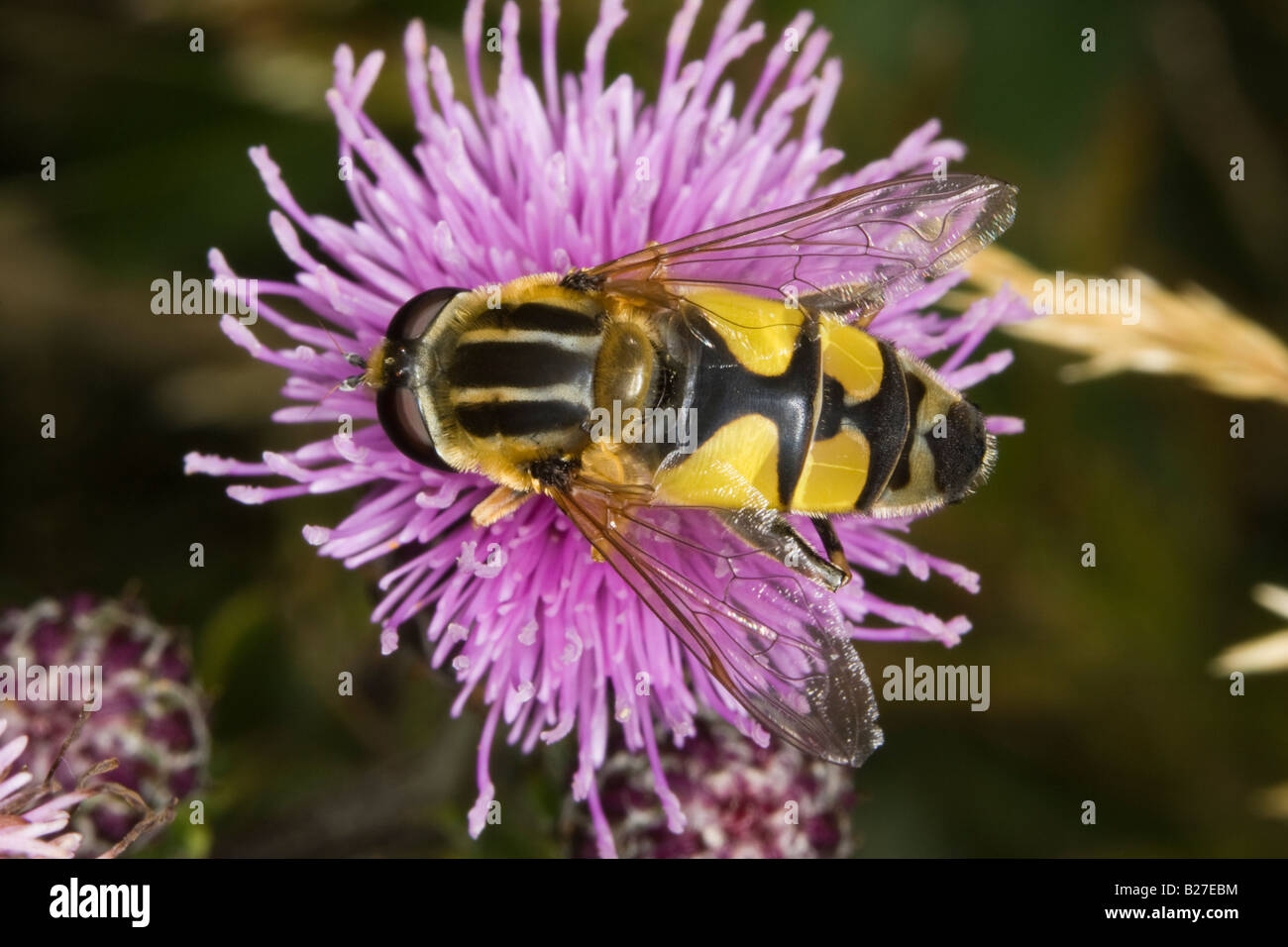Hoverfly (Helophilus Trivittatus) Trinken Nektar aus einer Distel Blume Stockfoto