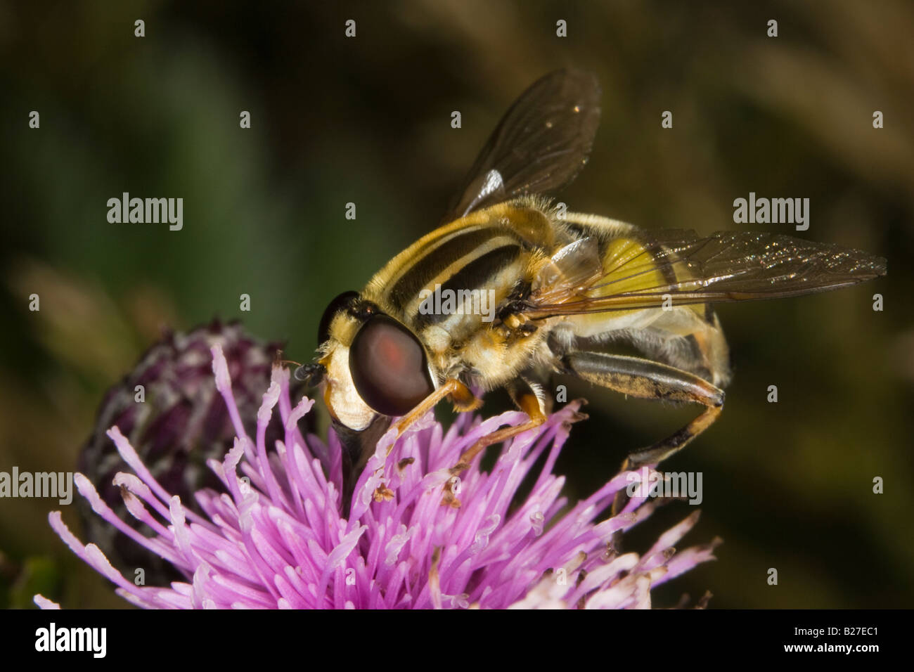 Hoverfly (Helophilus Trivittatus) Trinken Nektar aus einer Distel Blume Stockfoto