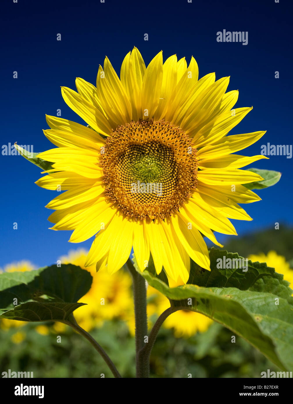 Sonnenblume Kopf im Sommer, Provence, Frankreich. Stockfoto