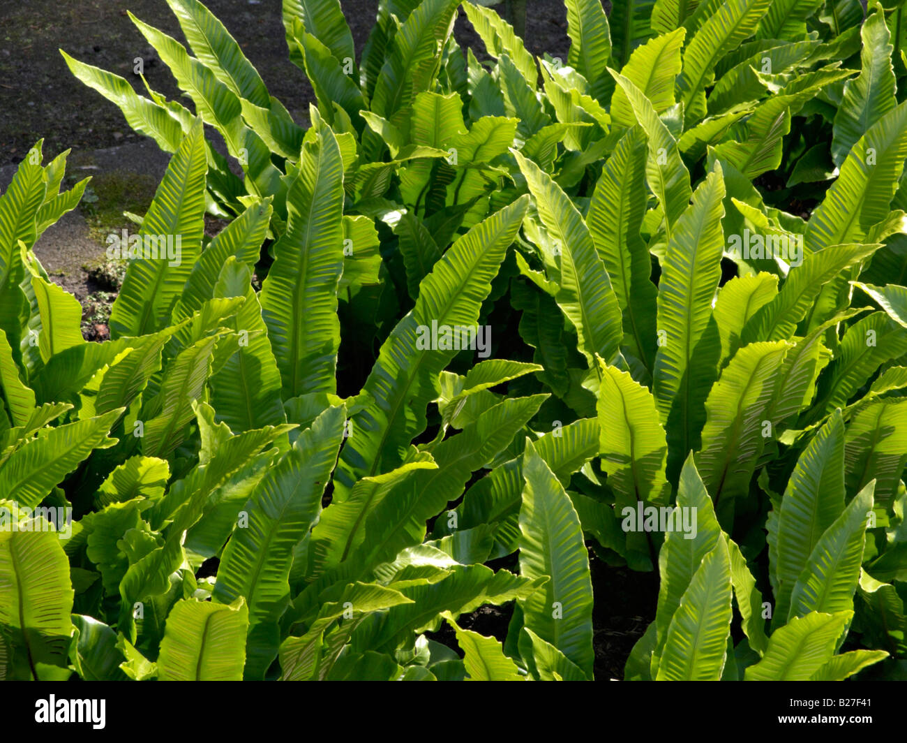 Der Hart-Zunge Farn (Asplenium scolopendrium Phyllitis scolopendrium) syn. Stockfoto