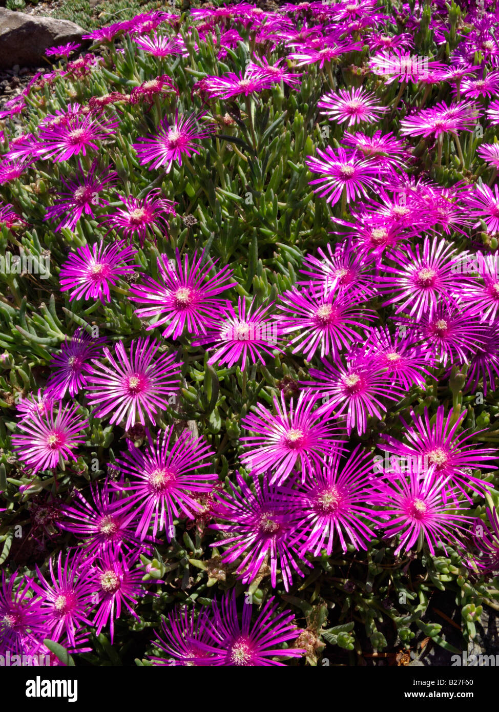 Hardy ice-Werk (delosperma cooperi) Stockfoto