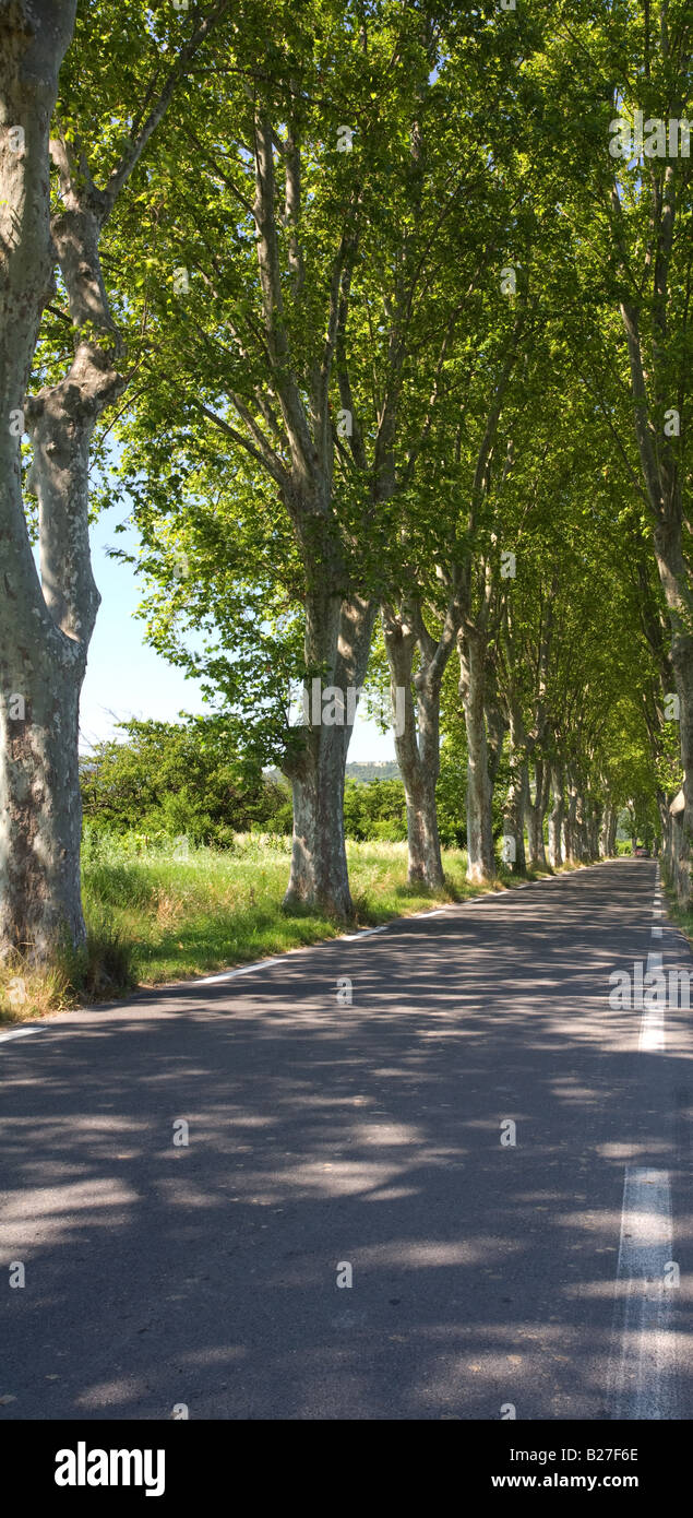 Typisches Bild eines Baumes gesäumten Straße an Villes Sur Auzon, Provence, Frankreich. Stockfoto