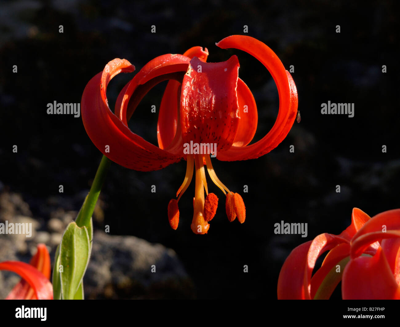 Scharlach Lilie (Lilium martagon) chalcedonicum Stockfoto