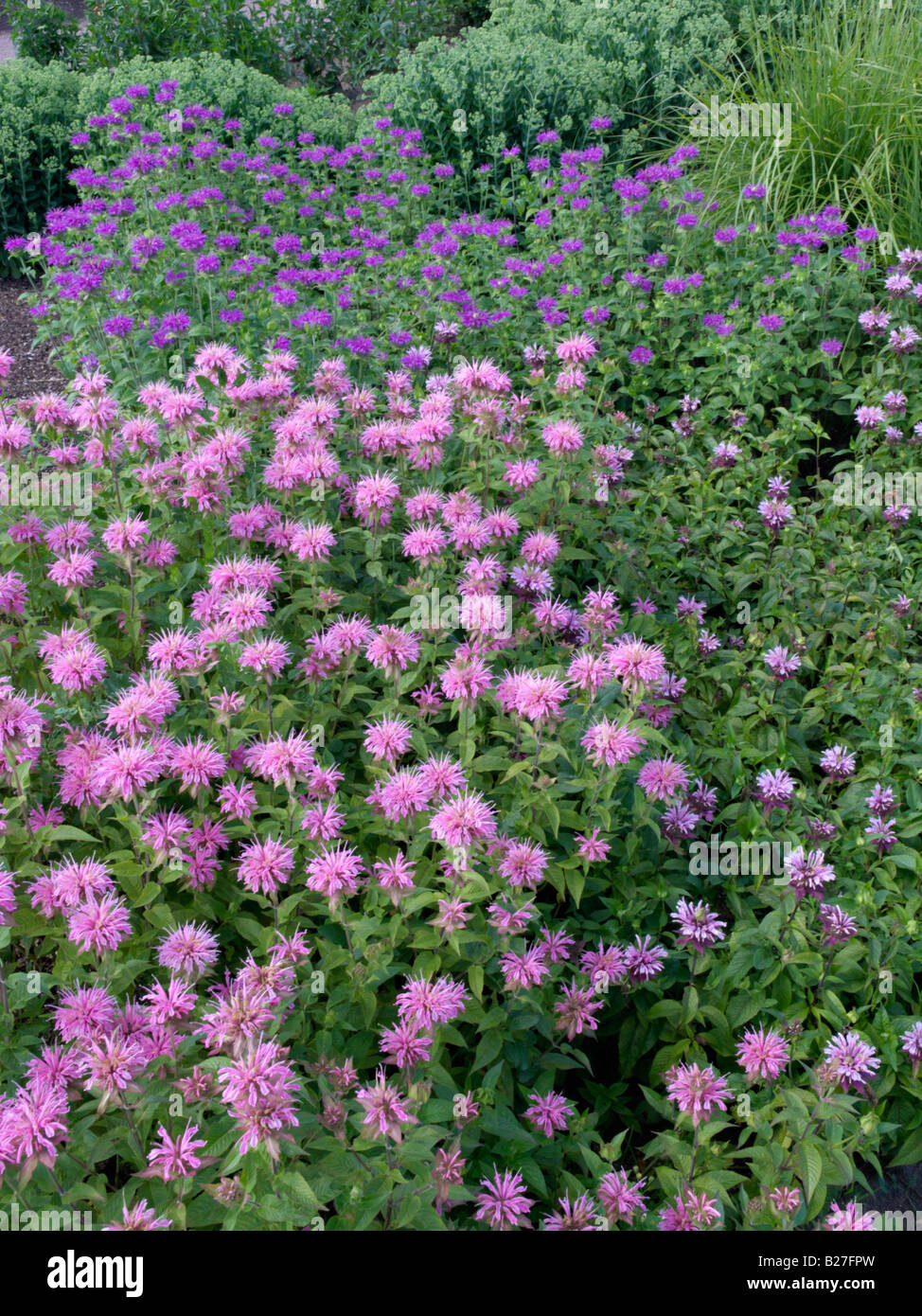 Wilde Bergamotte (Monarda fistulosa) Stockfoto