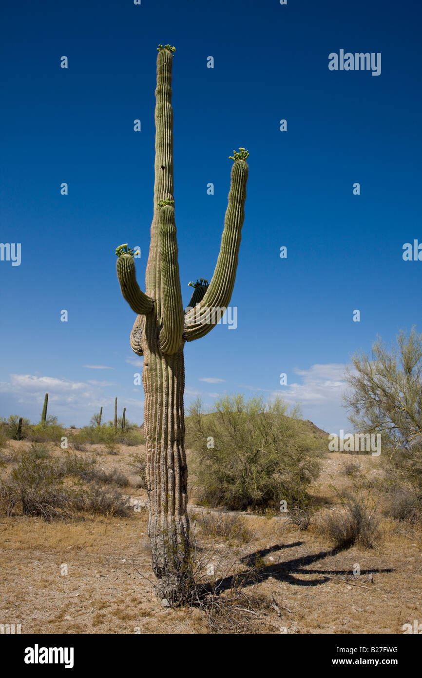 Saguaro-Kaktus Stockfoto