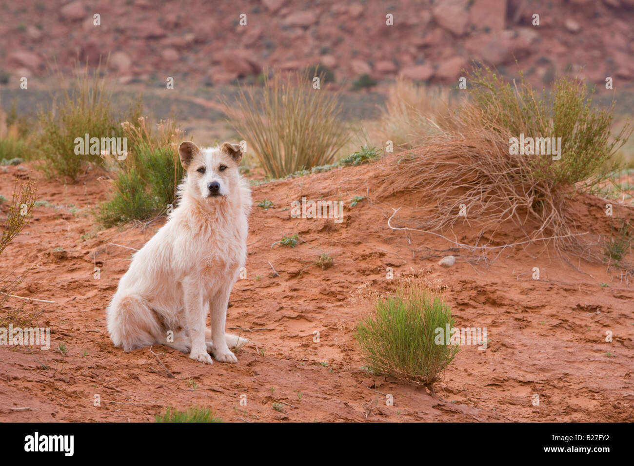 Schäferhund Stockfoto