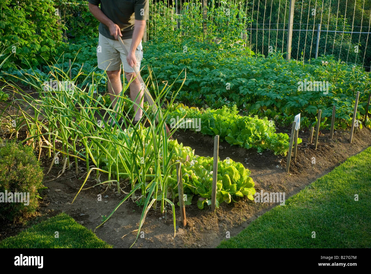 Ein Mann mittleren Alters, eher einen Vorort Hinterhof Gemüsegarten. Stockfoto