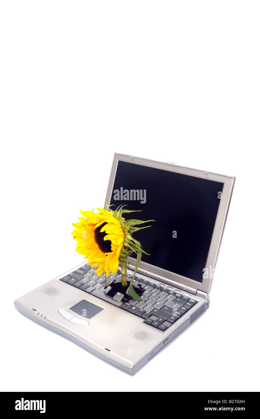 Ein Laptop mit einer Sonnenblume wächst über die Tastatur Stockfoto