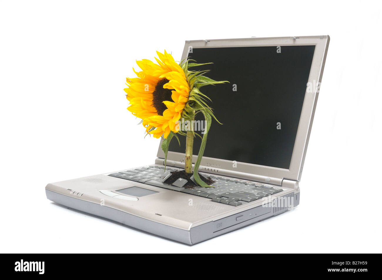 Ein Laptop mit einer Sonnenblume wächst über die Tastatur Stockfoto