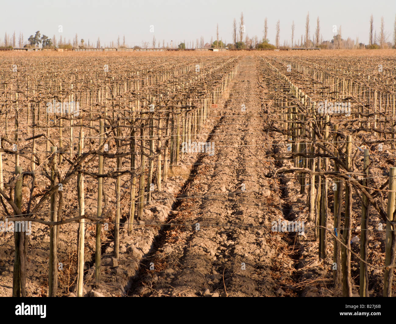 Winter-Aspekt eines Weinbergs in der Nähe der Stadt San Juan, Argentinien Stockfoto