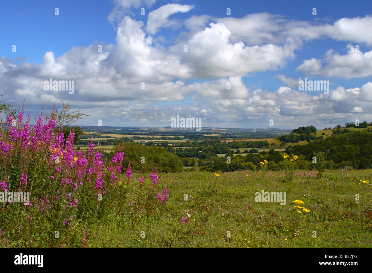 Wildblumen auf die Chiltern Hügel Watlington in Oxfordshire Stockfoto