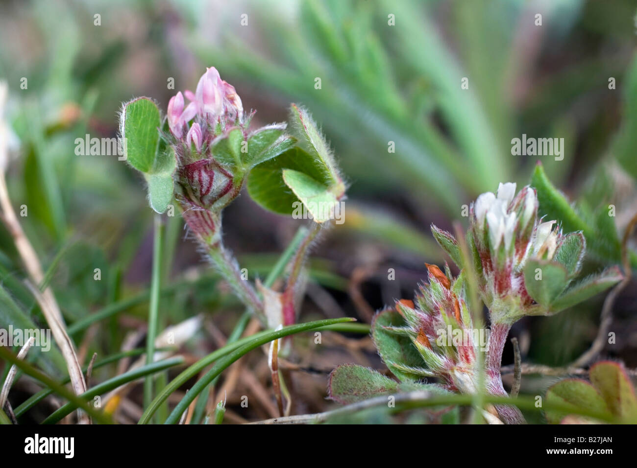geknotete Klee Trifolium Striatum Caerthillian Bucht Eidechse cornwall Stockfoto
