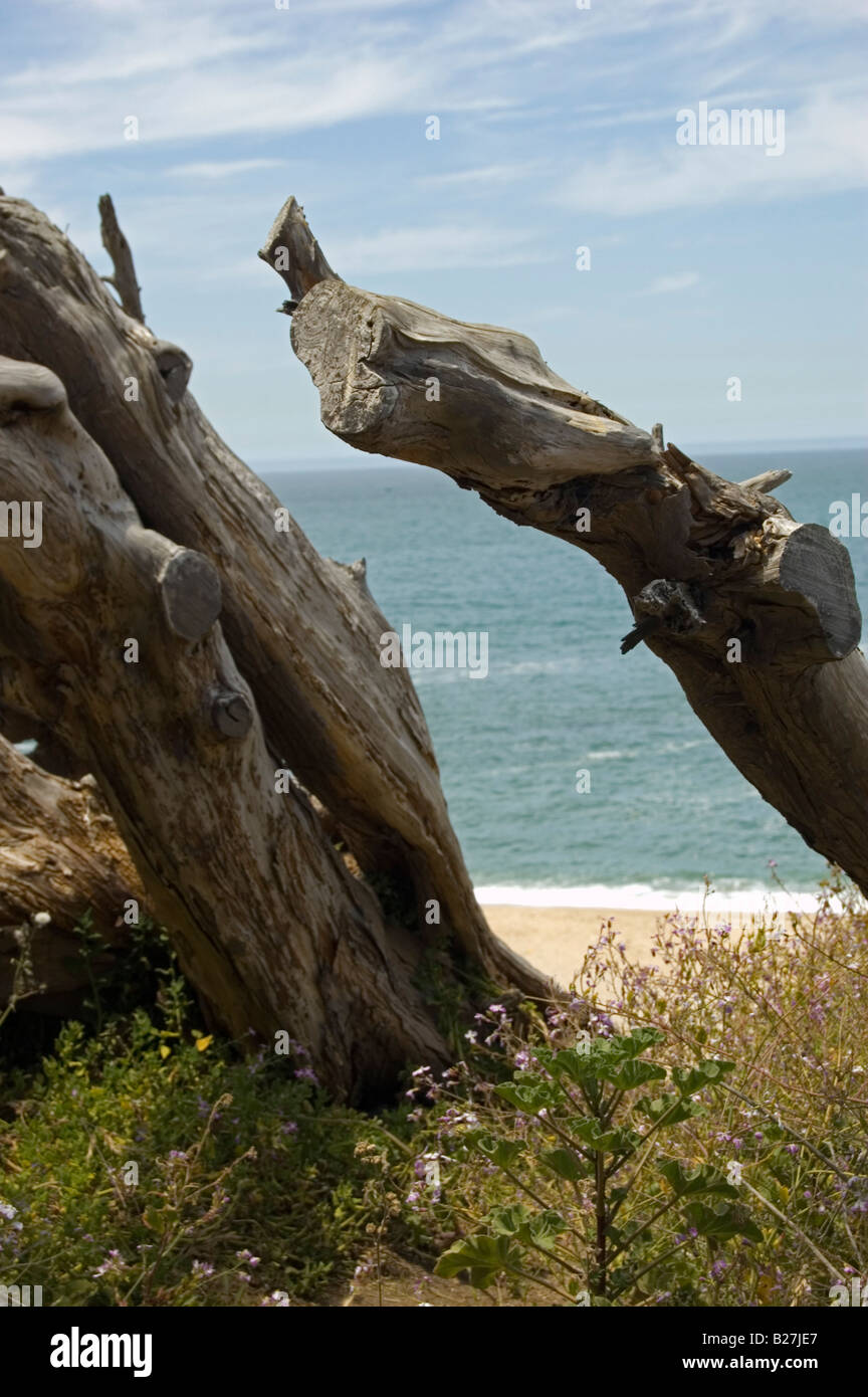 Blick auf den Sandstrand von Drift Strandholz Stockfoto