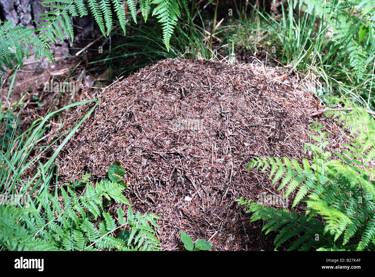 Großen Ameisen-nest Stockfoto