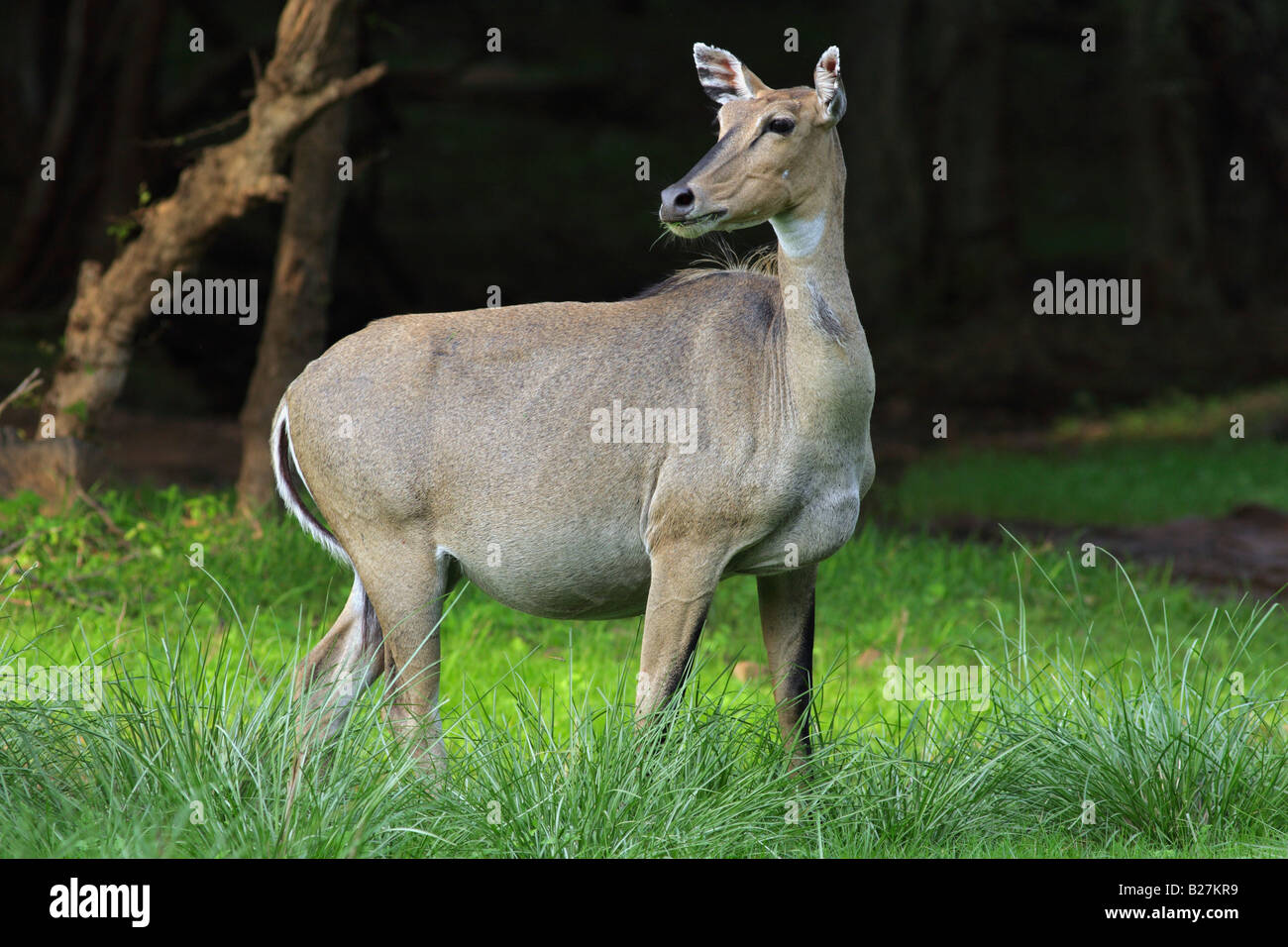 Antilope oder Nilgai, (Boselaphus Trogocamelus) Stockfoto