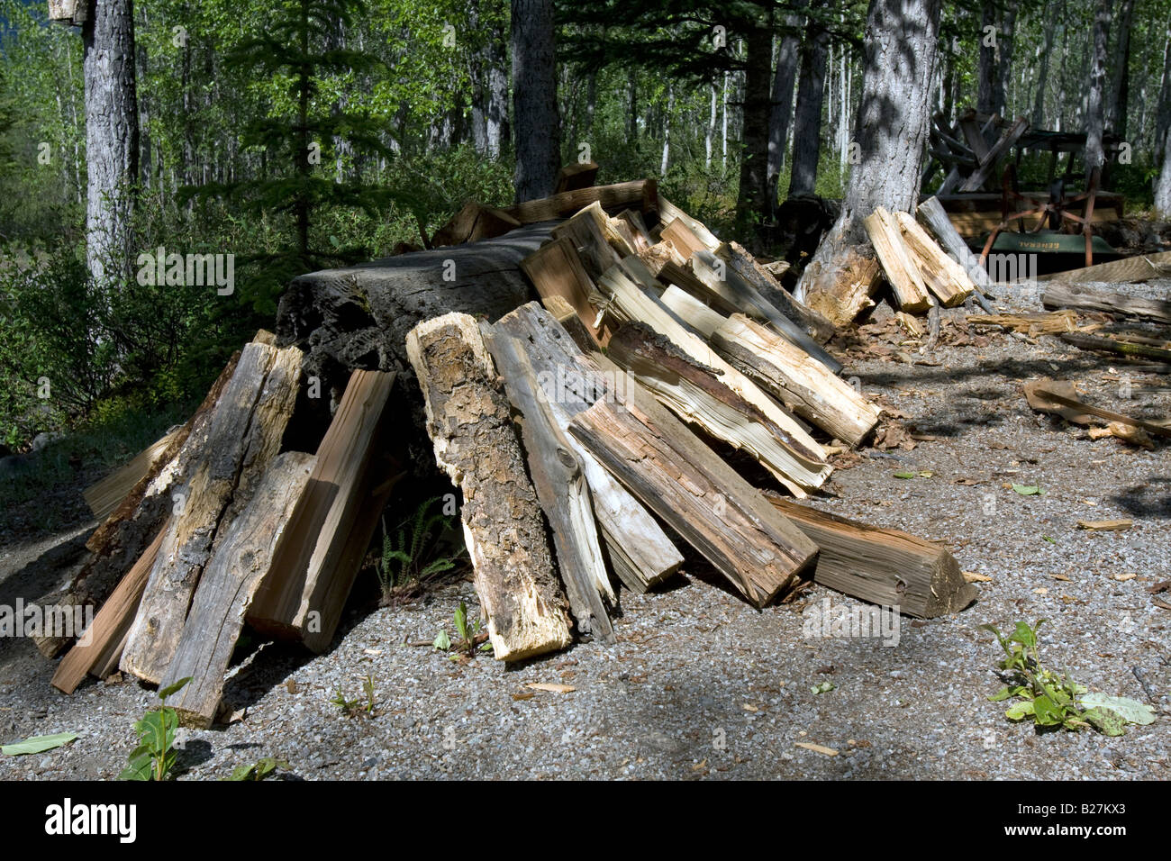 gehackter Holzscheite zum Trocknen ausgelegt Stockfoto