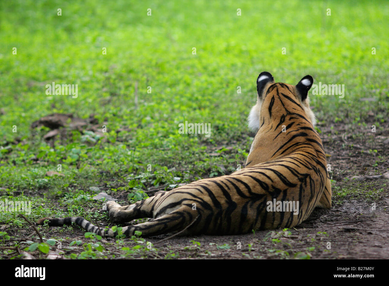 Bengal Tiger Machali wieder anzuzeigen, Ranthambore. (Panthera Tigris) Stockfoto