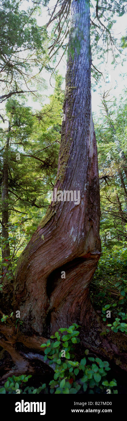 Nadelwald Baumstamm geformt von der Natur, West Coast Regenwald nahe Ucluelet, Vancouver Island, BC, Britisch-Kolumbien, Kanada Stockfoto