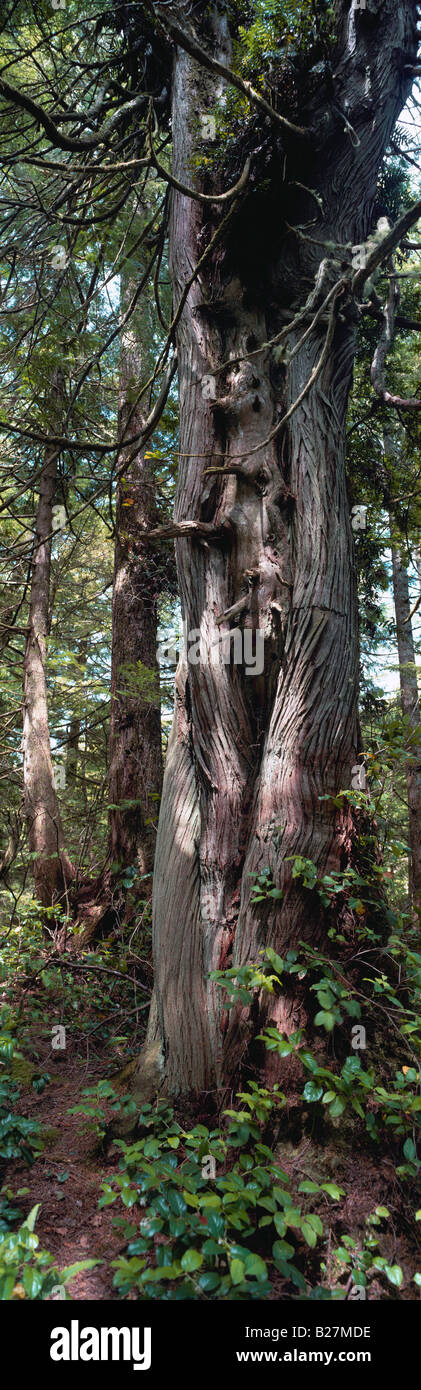 Western Red Cedar Tree geprägt von Natur, West Coast Regenwald nahe Ucluelet, Vancouver Island, BC, Britisch-Kolumbien, Kanada Stockfoto