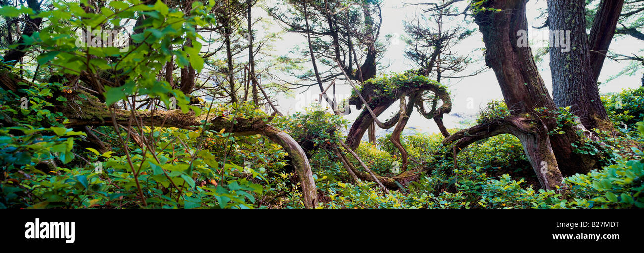 West Coast Regenwald nahe Ucluelet, Vancouver Island, BC, Britisch-Kolumbien, Kanada - Bäume verdreht und von der Natur geformt Stockfoto