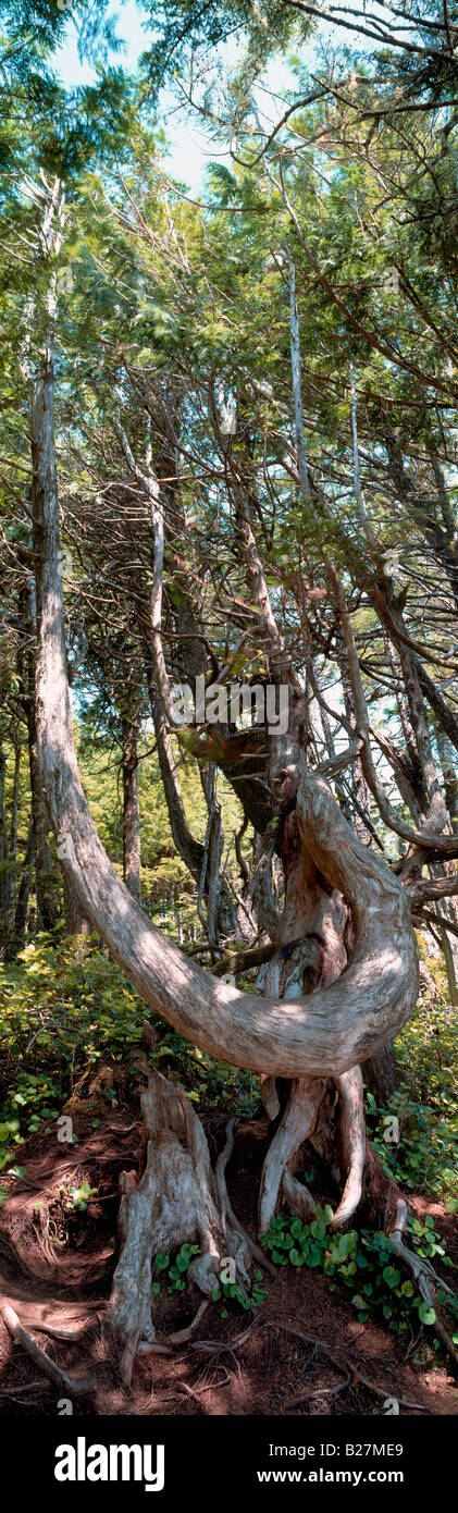Baum verdreht und geprägt von Natur, West Coast Regenwald nahe Ucluelet, Vancouver Island, BC, Britisch-Kolumbien, Kanada Stockfoto
