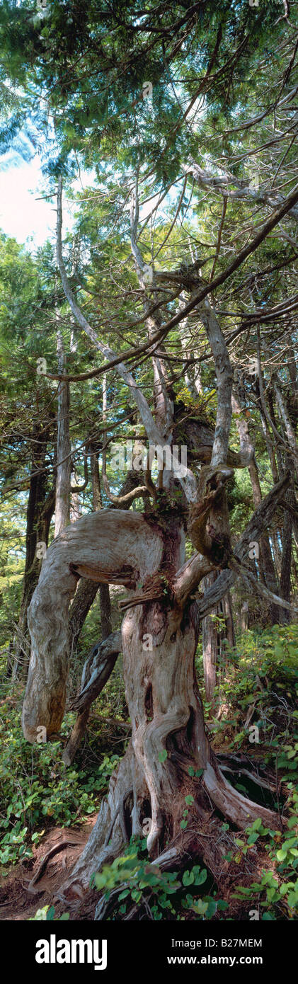 Baum verdreht und geprägt von Natur, West Coast Regenwald nahe Ucluelet, Vancouver Island, BC, Britisch-Kolumbien, Kanada Stockfoto