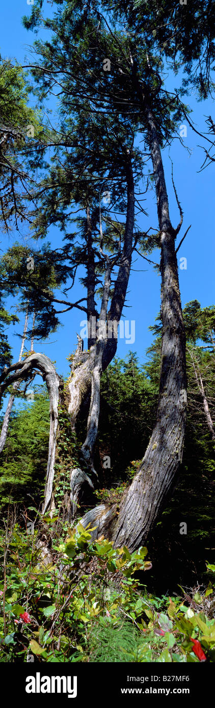 Nadelwald Baum verdreht & geprägt von Natur, West Coast Regenwald nahe Ucluelet, Vancouver Island, BC, Britisch-Kolumbien, Kanada Stockfoto