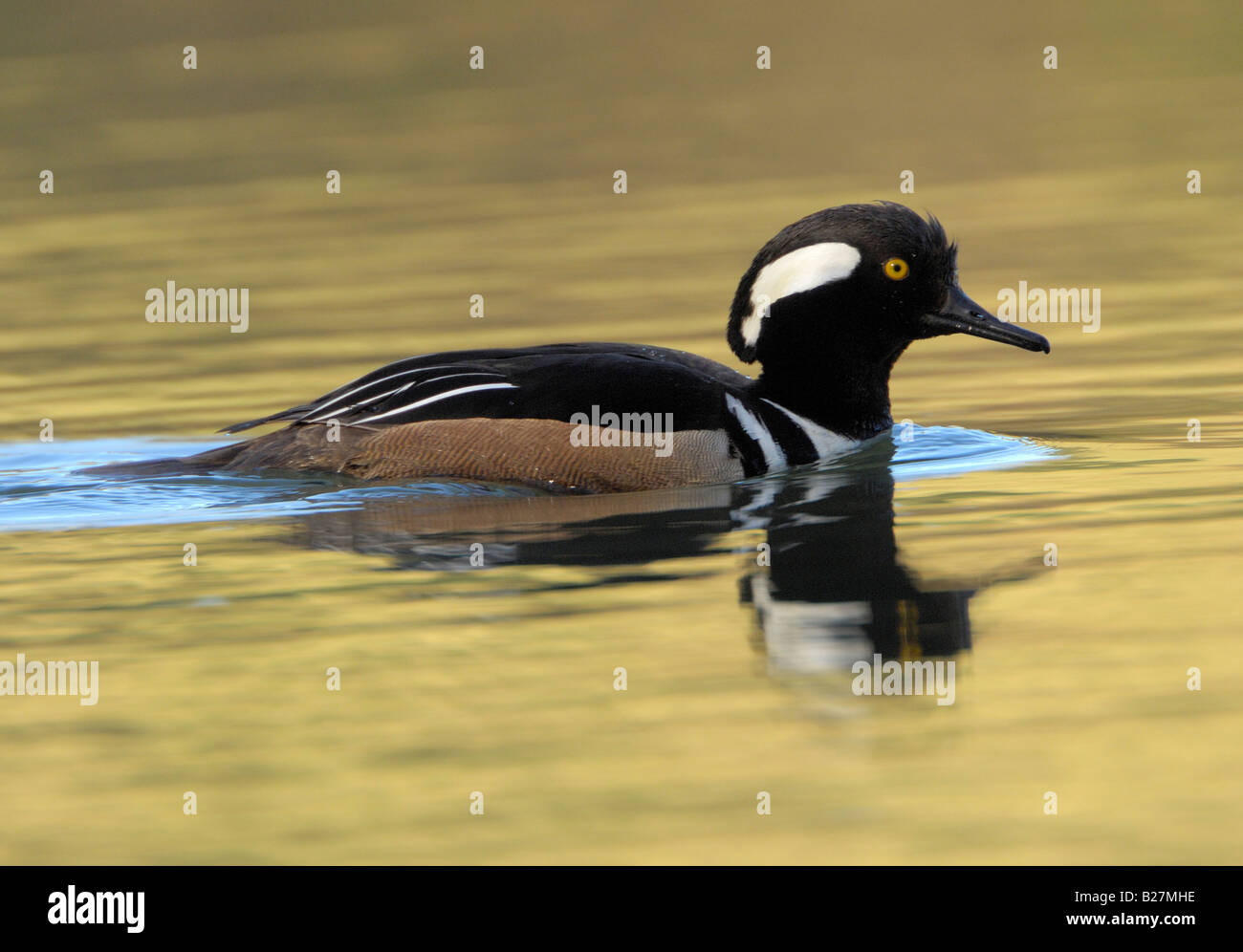 Männliche Hooded Prototyp schwimmen, Gainesville, Florida Stockfoto