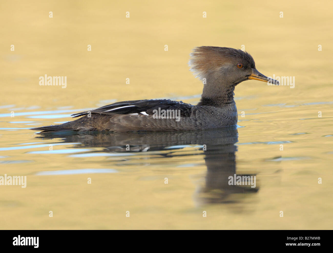 Weibliche mit Kapuze Prototyp schwimmen, Gainesville, Florida Stockfoto