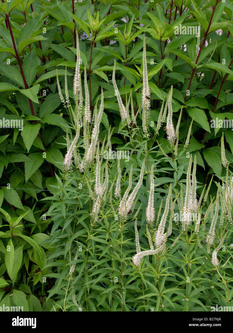 Schwarz (veronicastrum virginicum root Syn. Veronica virginica) Stockfoto