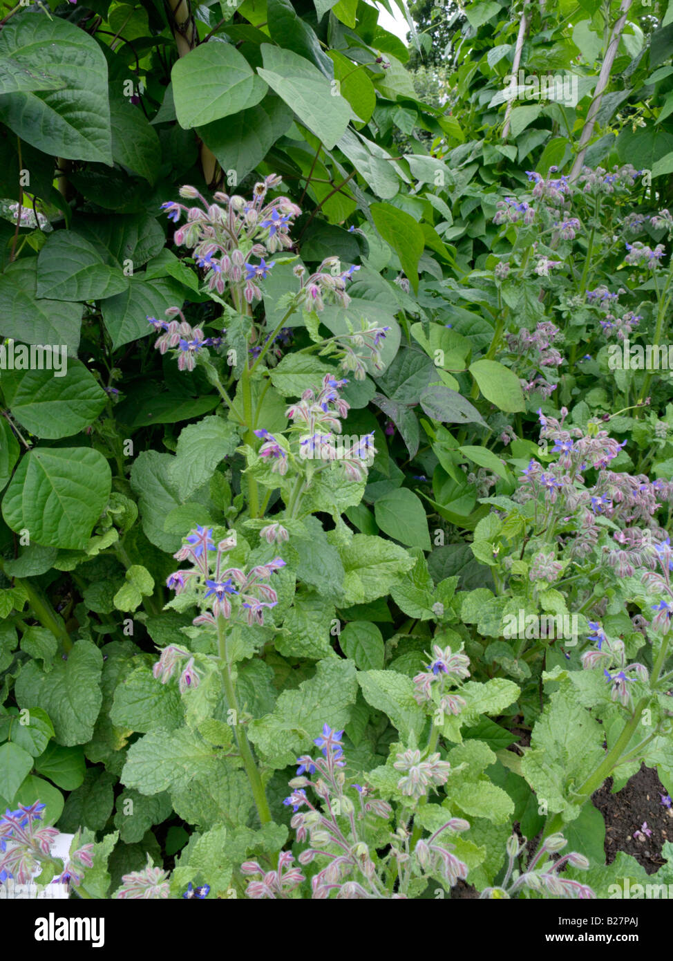 Borretsch (Borago officinalis) und grüne Bohne (Phaseolus vulgaris var ...