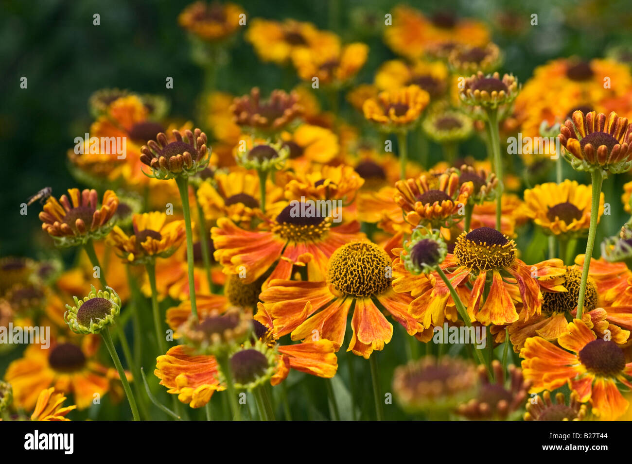 Masse der Orange Helenium Waldraut Blumen Stockfoto